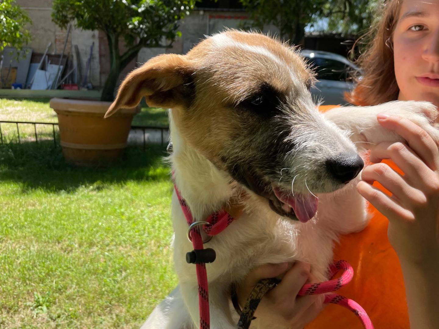 Adotta un cane, femmina, 5 mesi, Latina