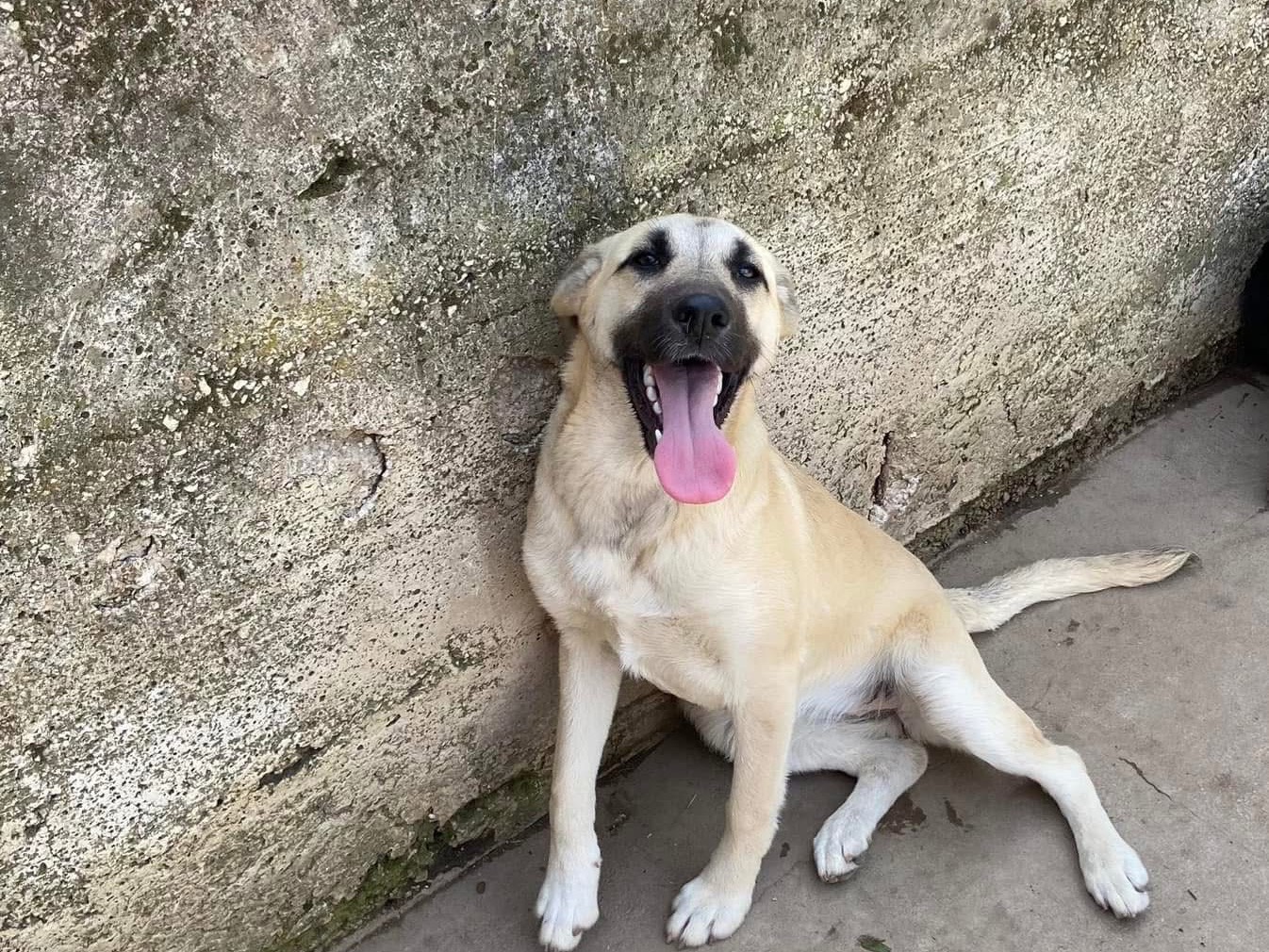 Adozione cane, femmina, Razza sconosciuta Razza sconosciuta, 2 anni e 4 mesi, taglia media contenuta, Caserta