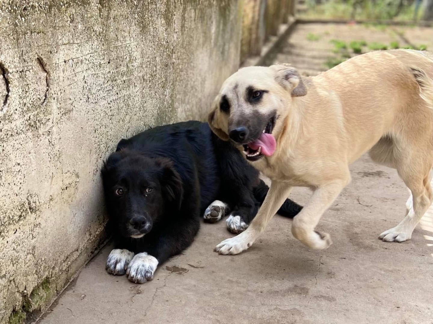 Adotta un cane, femmina, 2 anni e 4 mesi, Caserta