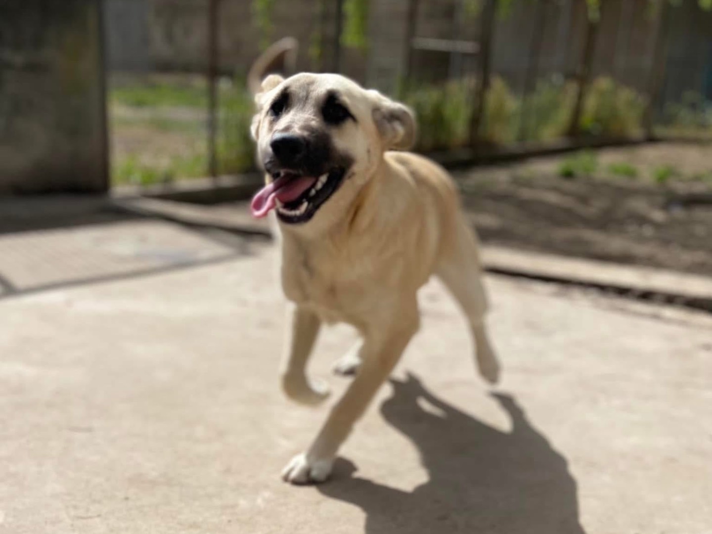 Adotta un cane, taglia media contenuta, femmina, Caserta