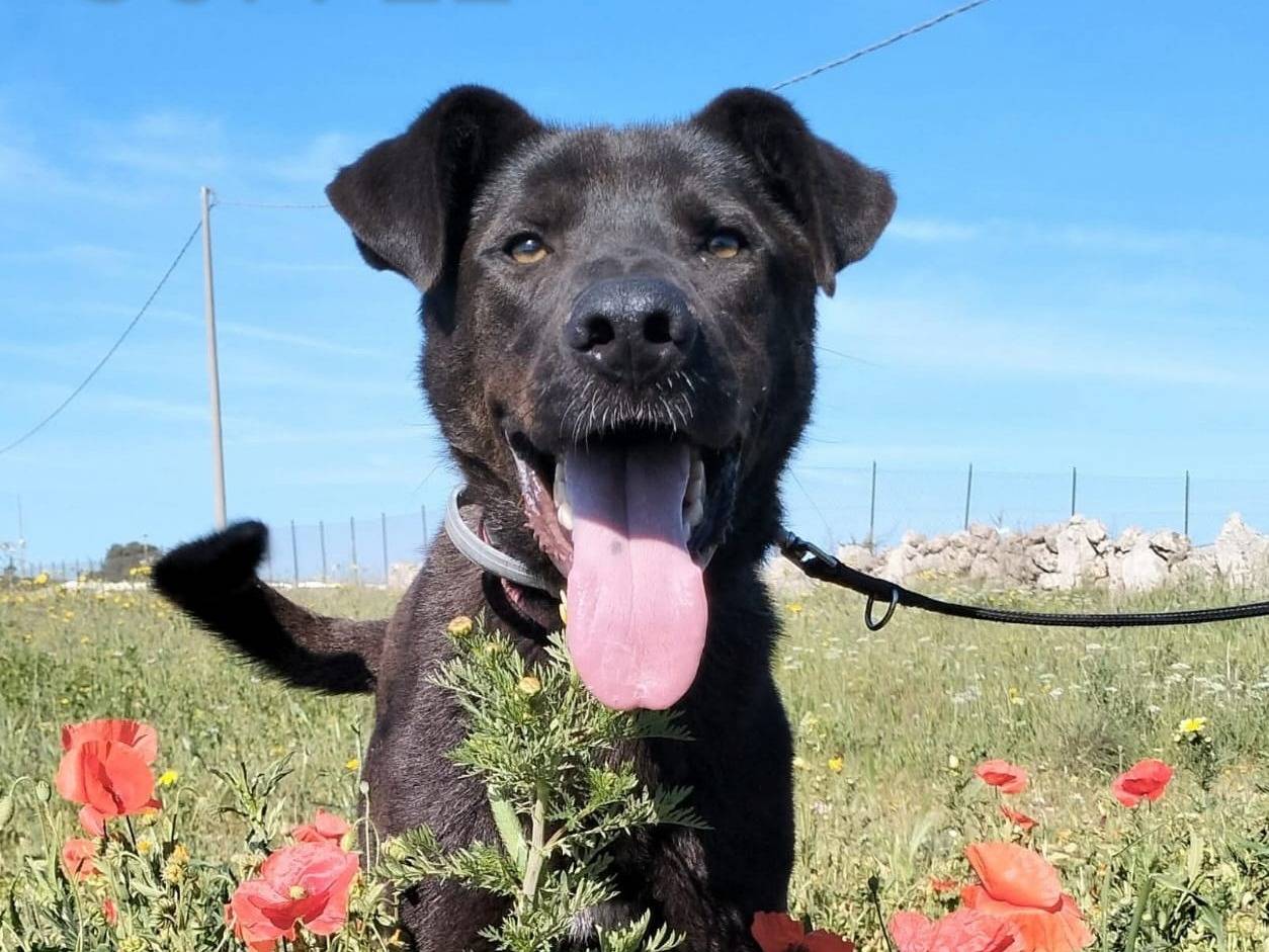 Adozione cane, maschio, Pitbull Razza sconosciuta, 2 anni e 4 mesi, taglia grande, Lecce