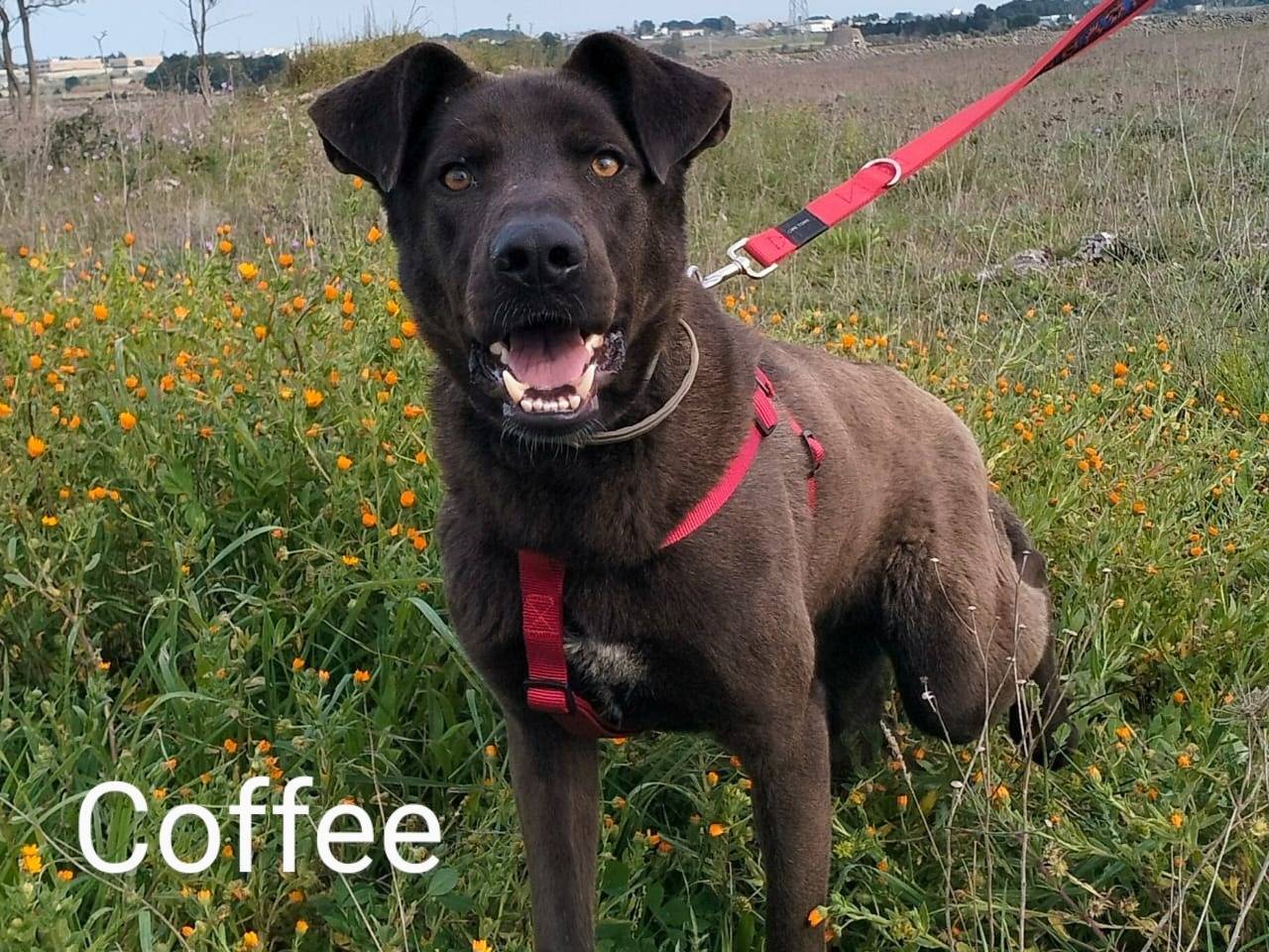 Vuoi adottare un cane a Lecce?