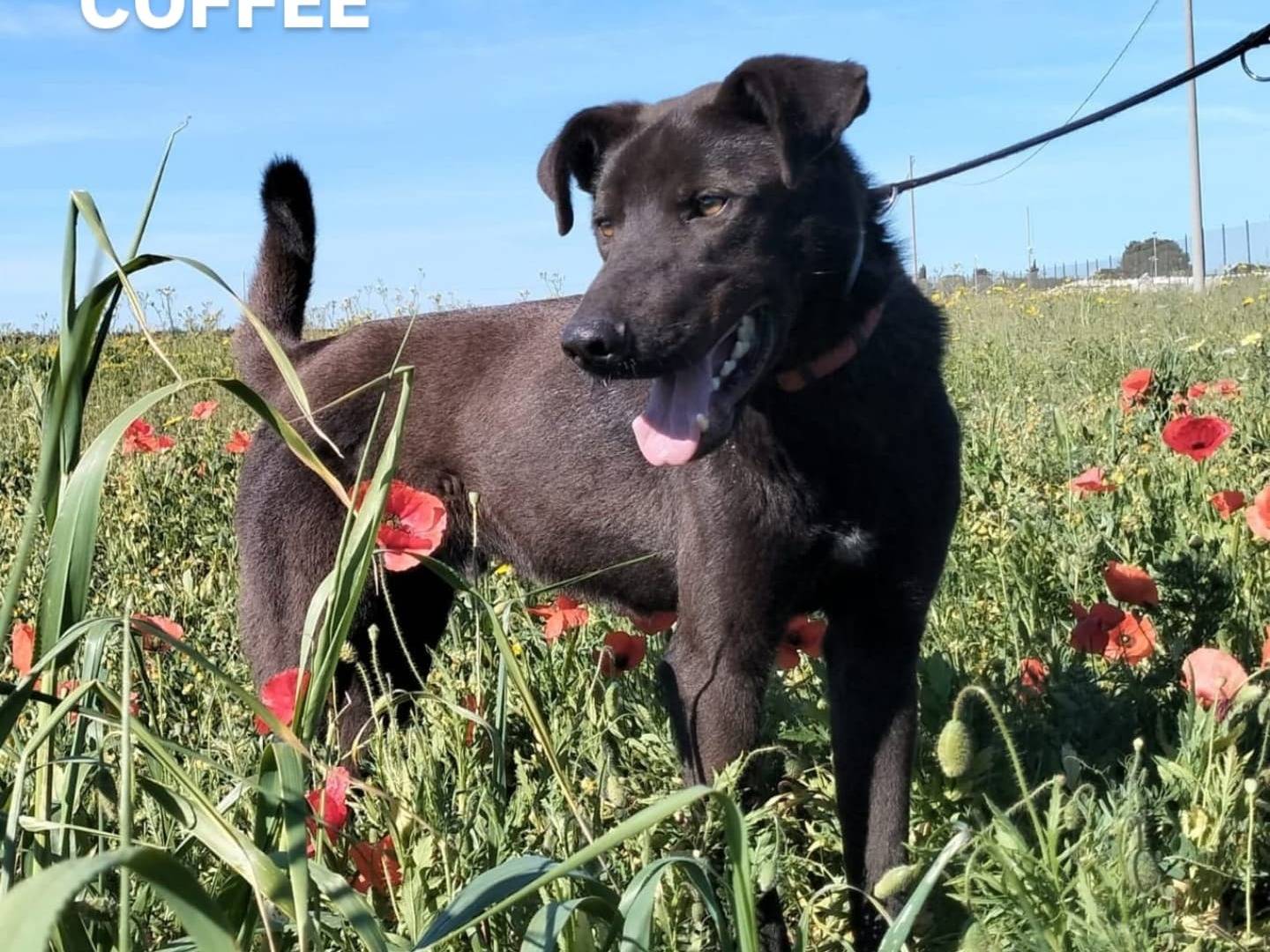 Adotta il cane Coffeee a Lecce