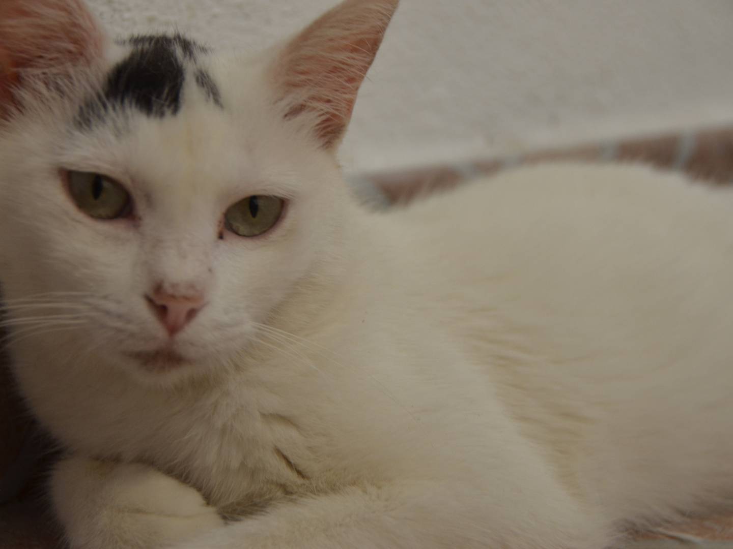 Adozione gatto, femmina, Razza sconosciuta Razza sconosciuta, 1 anno e 11 mesi, taglia non valida, Sud