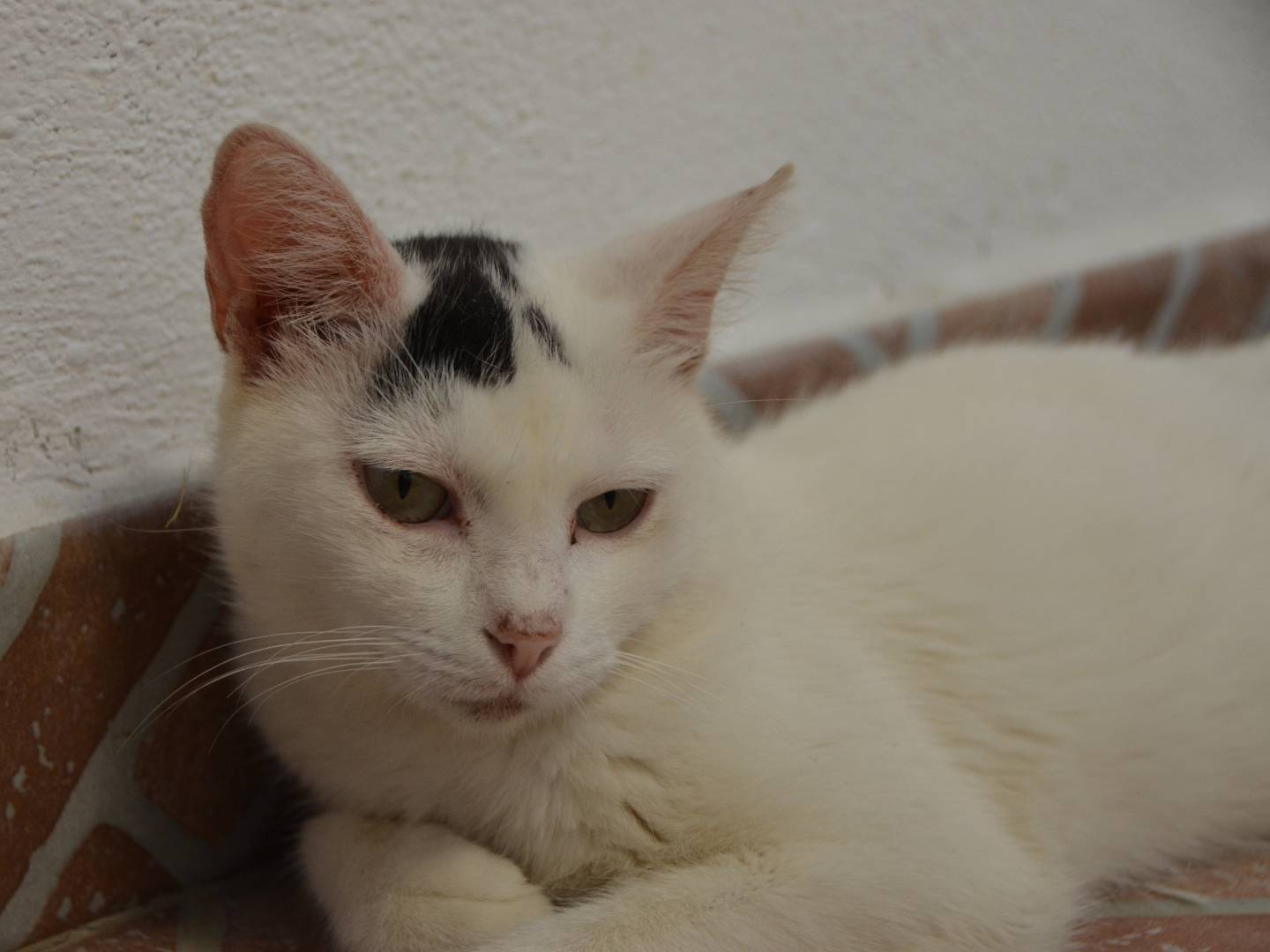 Adotta un gatto, femmina, 1 anno e 11 mesi, Sud