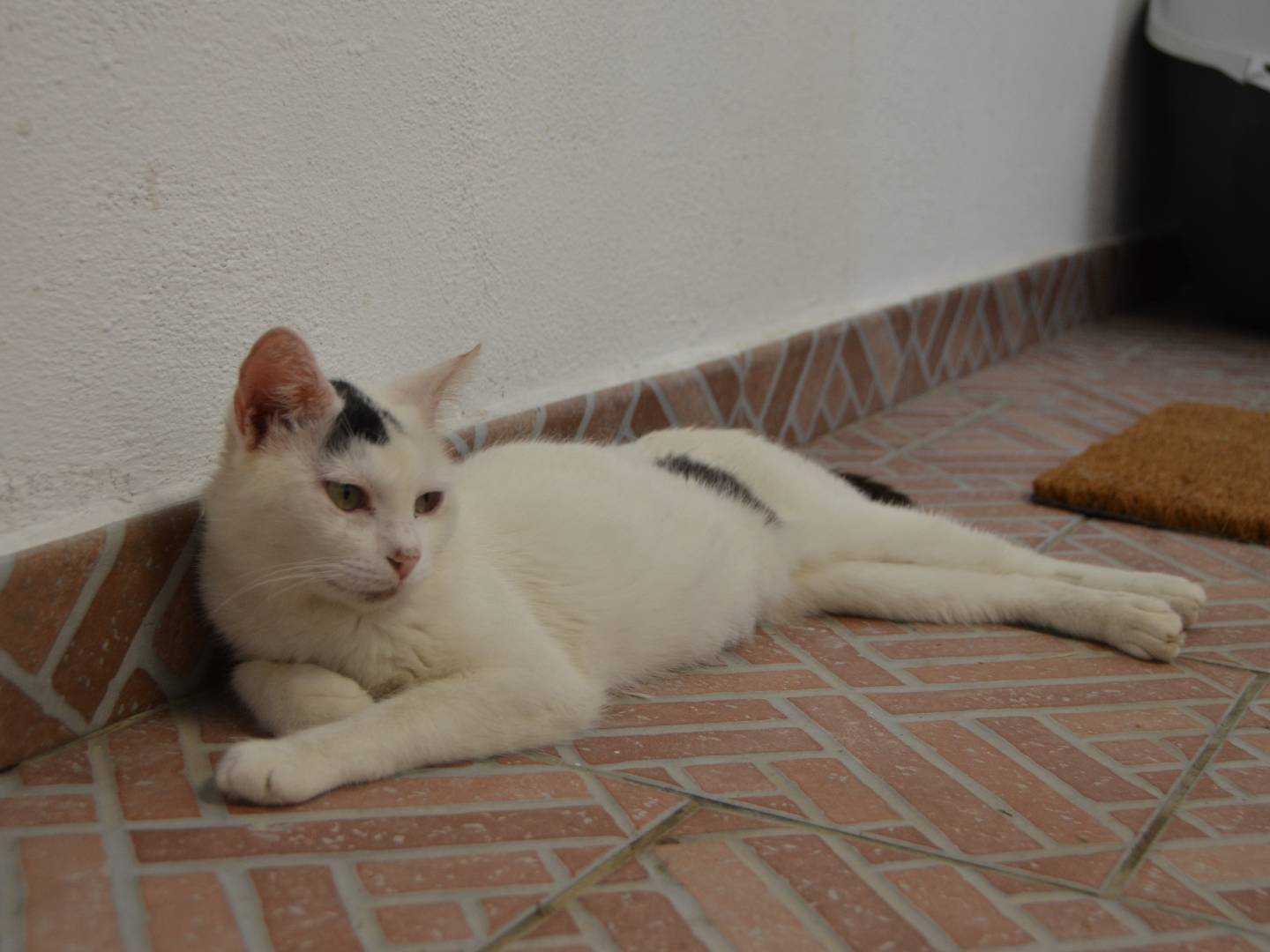 Adotta un gatto, taglia non valida, femmina, Sud