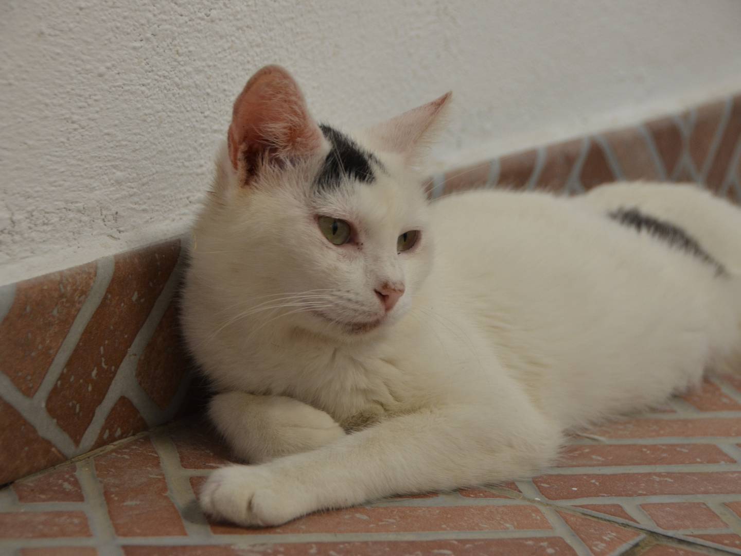 Vuoi adottare un gatto a Sud?
