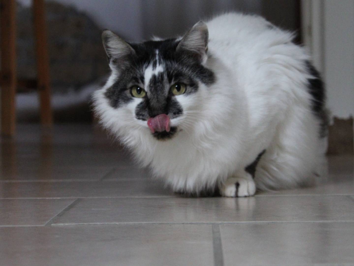 Adotta il gatto Lapo a Roma