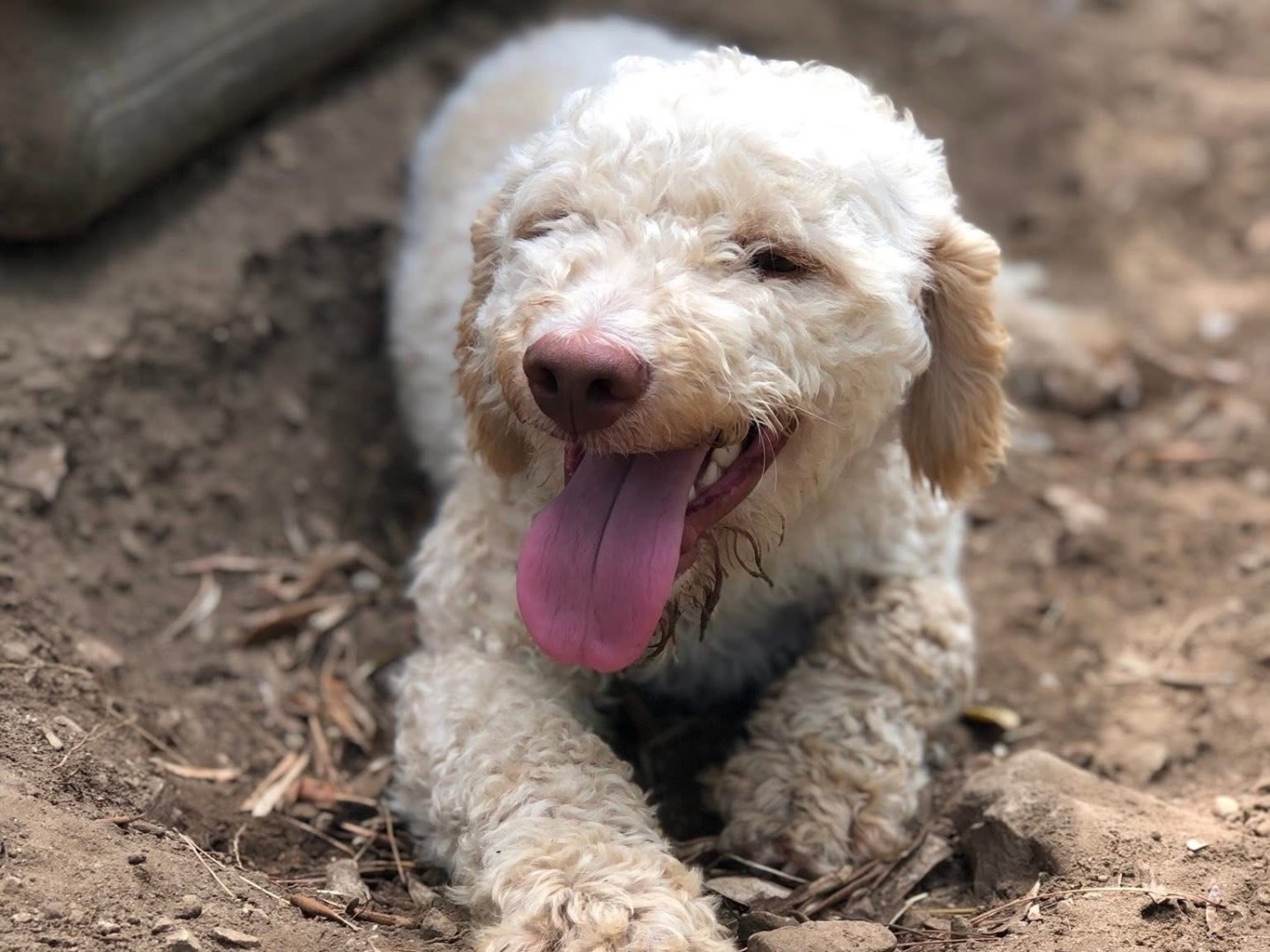 Adotta un cane, maschio, 2 anni e 1 mese, Latina