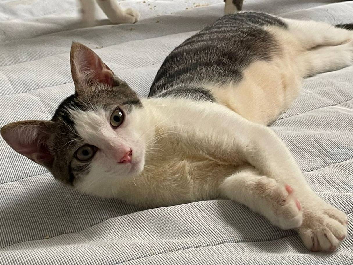 Adozione gatto, maschio, Razza sconosciuta Razza sconosciuta, 4 mesi, taglia non valida, Torino