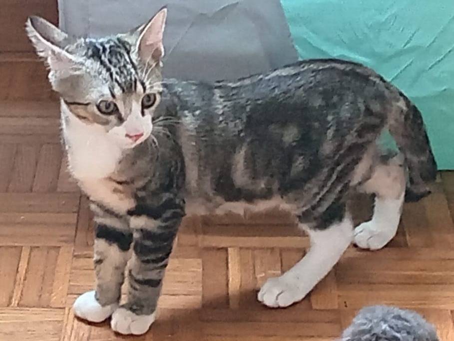 Adozione gatto, maschio, Razza sconosciuta Razza sconosciuta, 4 mesi, taglia non valida, Torino