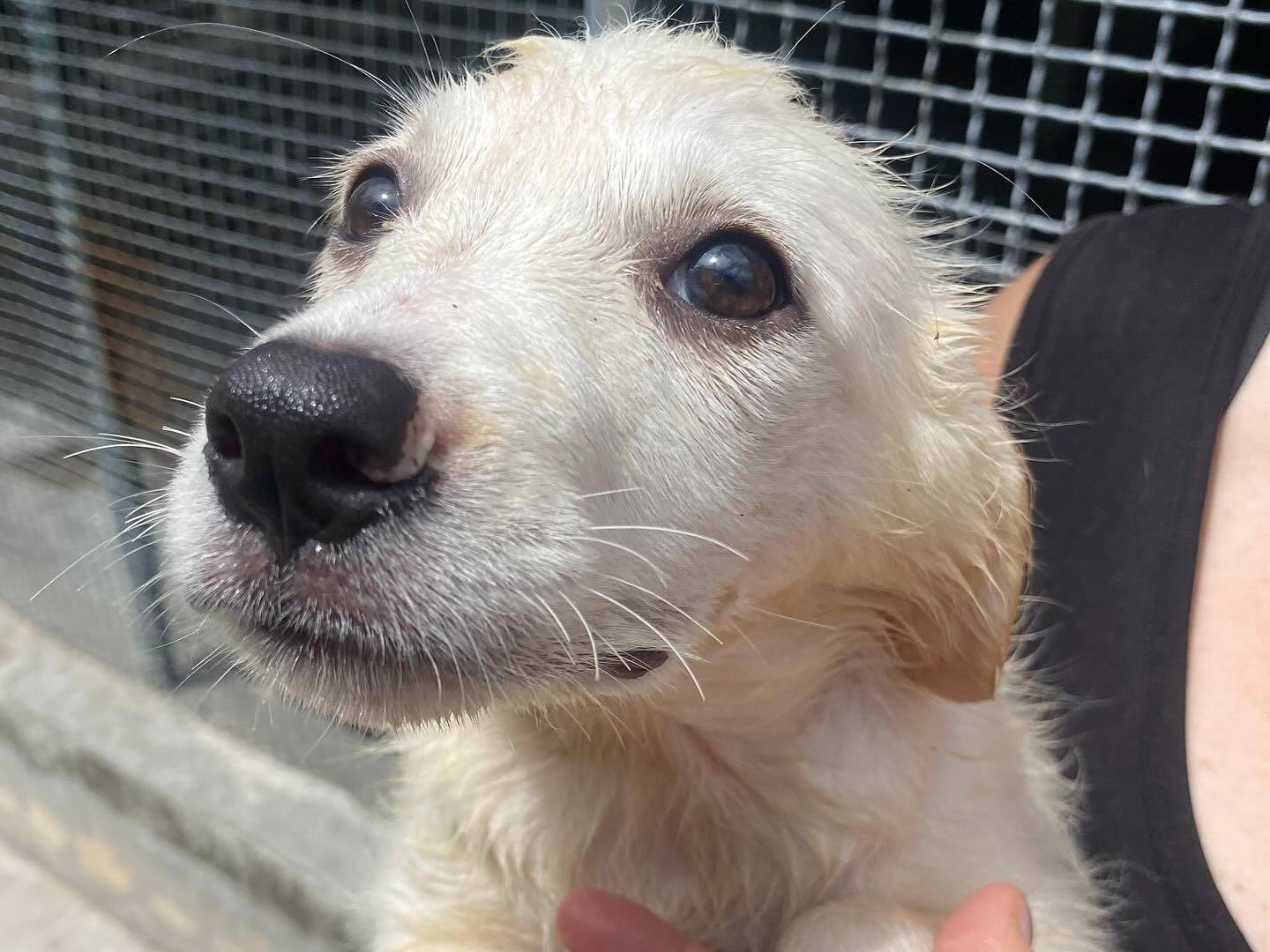Adozione cane, femmina, Razza sconosciuta Razza sconosciuta, 3 mesi, taglia media, Latina