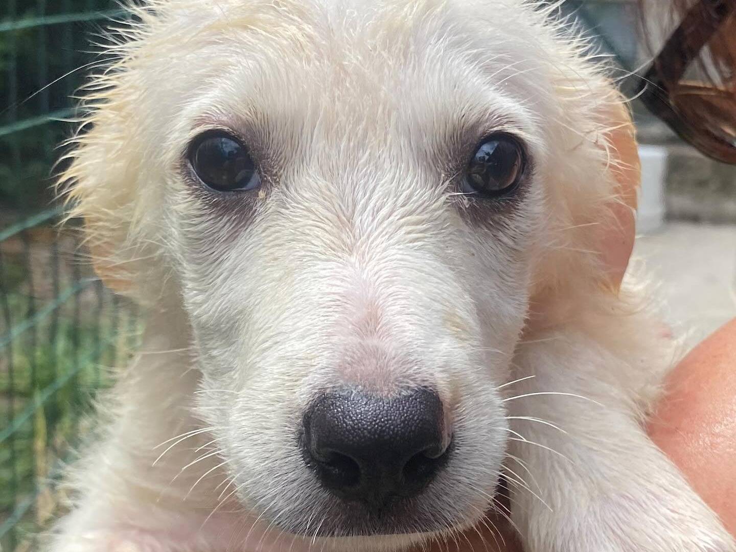 Adotta un cane, femmina, 3 mesi, Latina