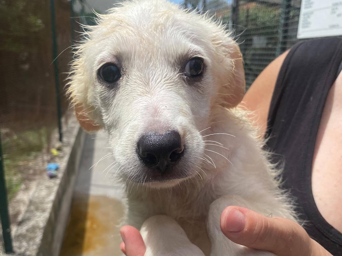 Adotta un cane, taglia media, femmina, Latina