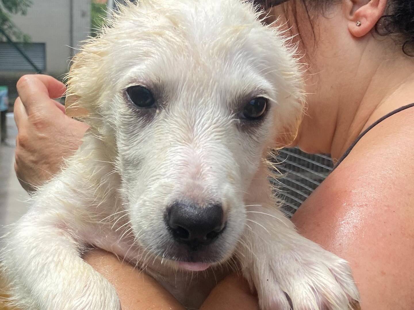 Vuoi adottare un cane a Latina?