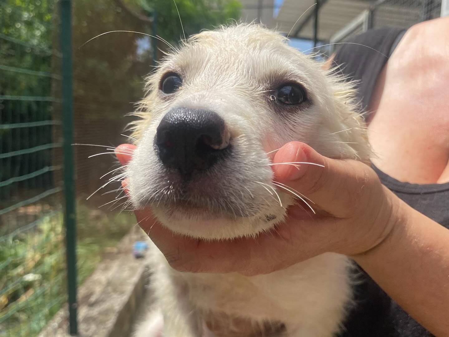 Adotta il cane Lara a Latina