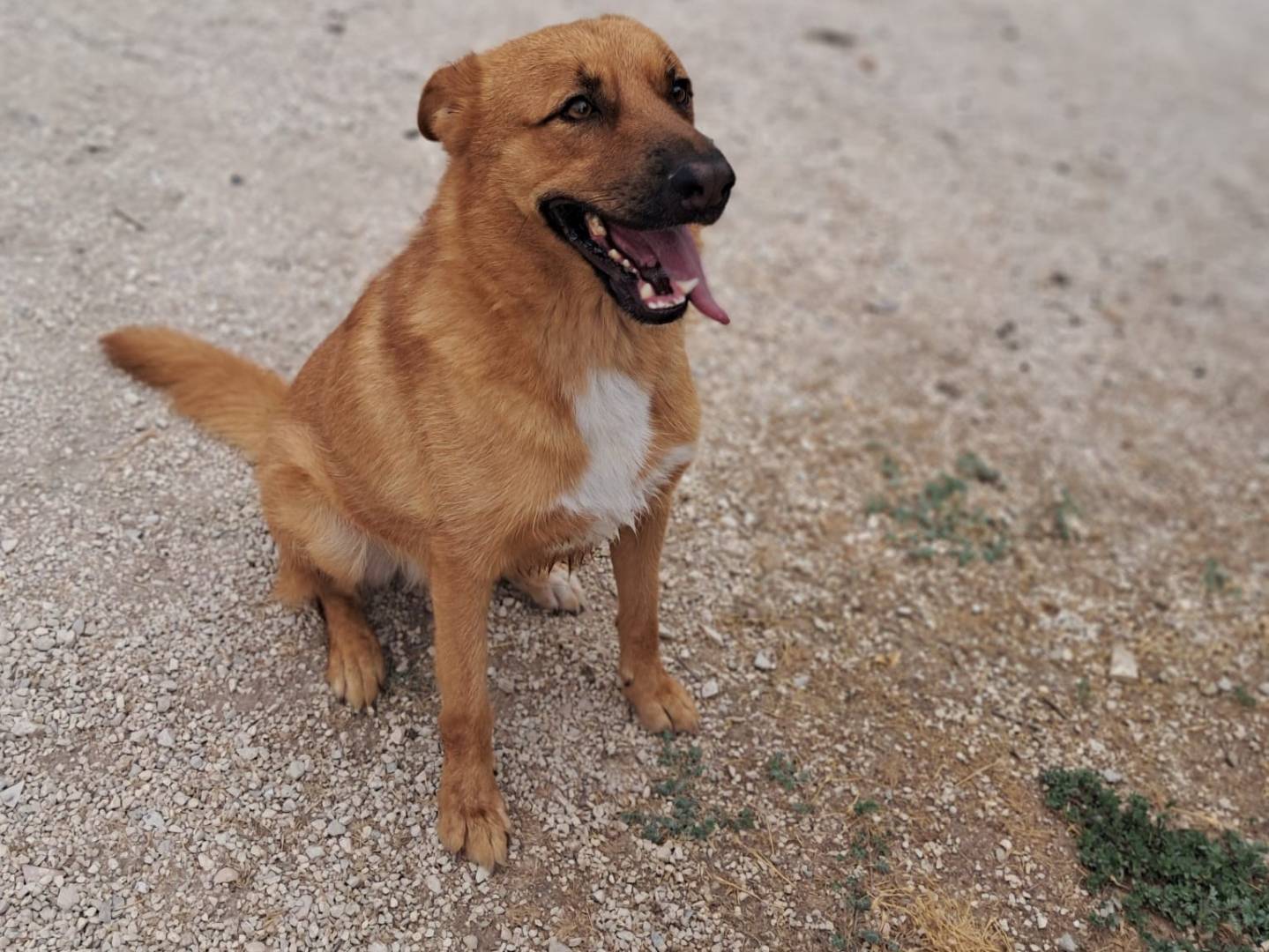 Vuoi adottare un cane a Venezia?
