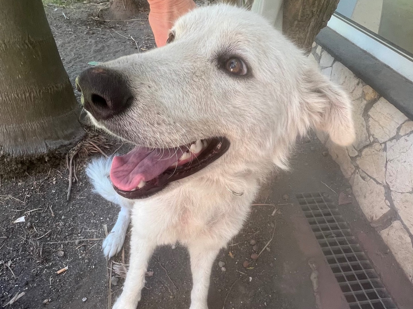 Adozione cane, femmina, Razza sconosciuta Razza sconosciuta, 1 anno, taglia grande, Siracusa