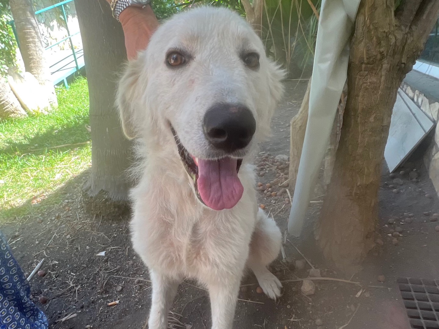 Adotta un cane, femmina, 1 anno, Siracusa