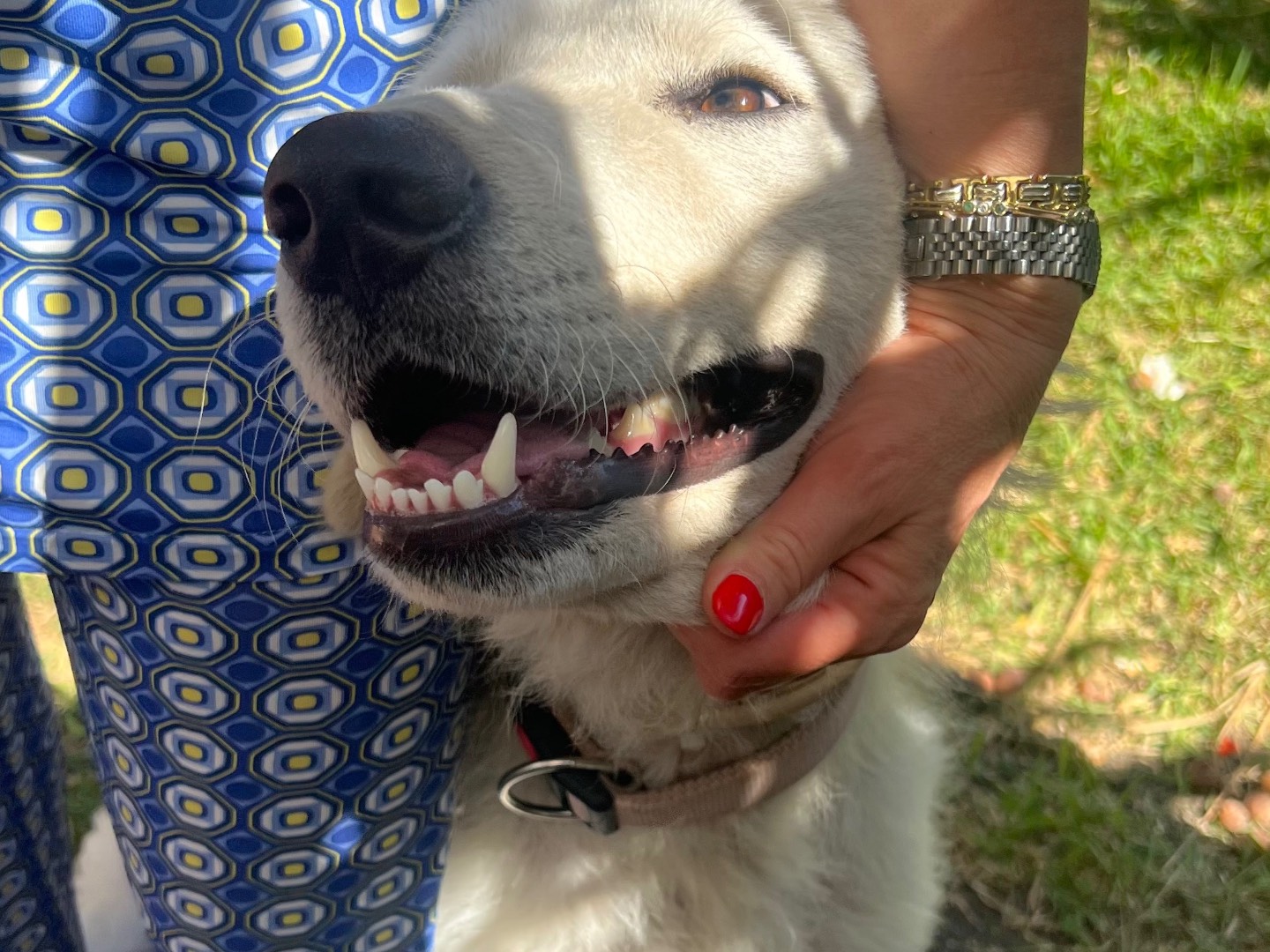 Adotta un cane, taglia grande, femmina, Siracusa