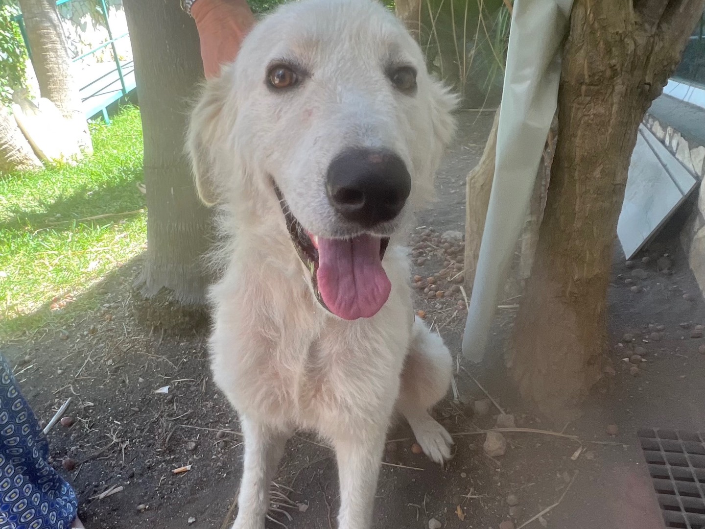 Vuoi adottare un cane a Siracusa?