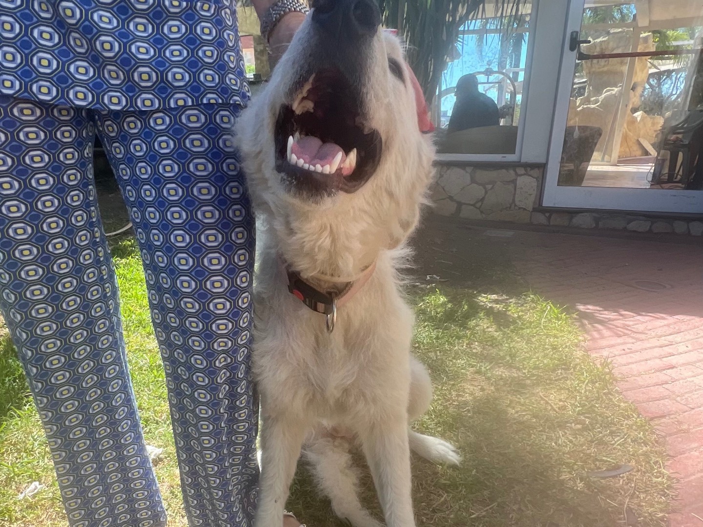 Adotta il cane Ibiza a Siracusa