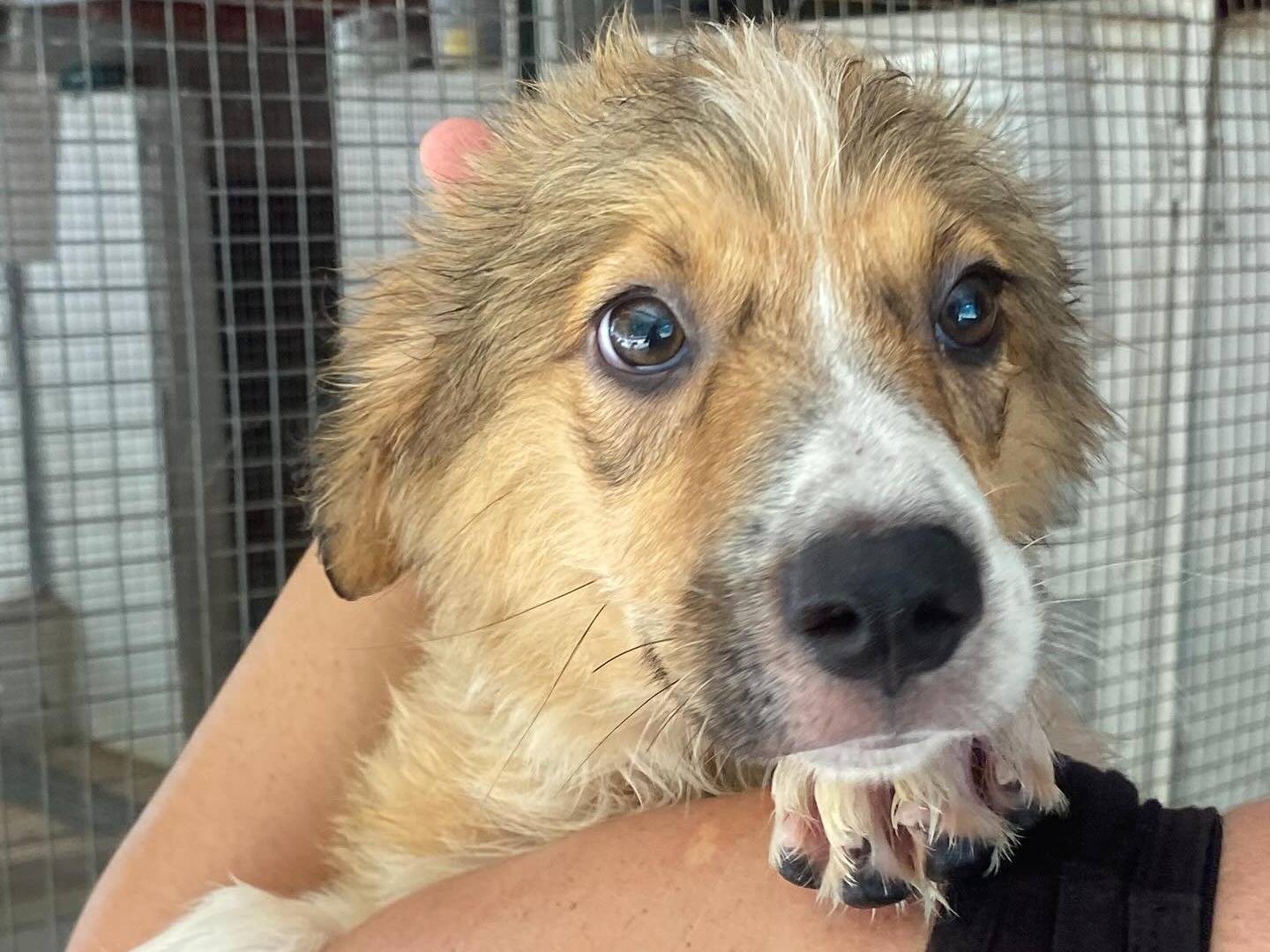 Adozione cane, femmina, Razza sconosciuta Razza sconosciuta, 3 mesi, taglia grande, Latina