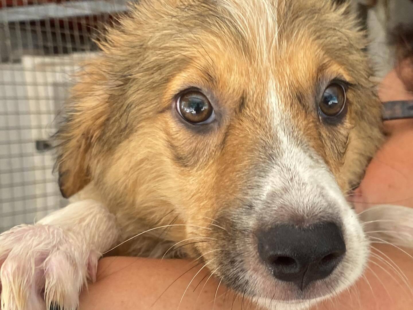 Adotta un cane, femmina, 3 mesi, Latina