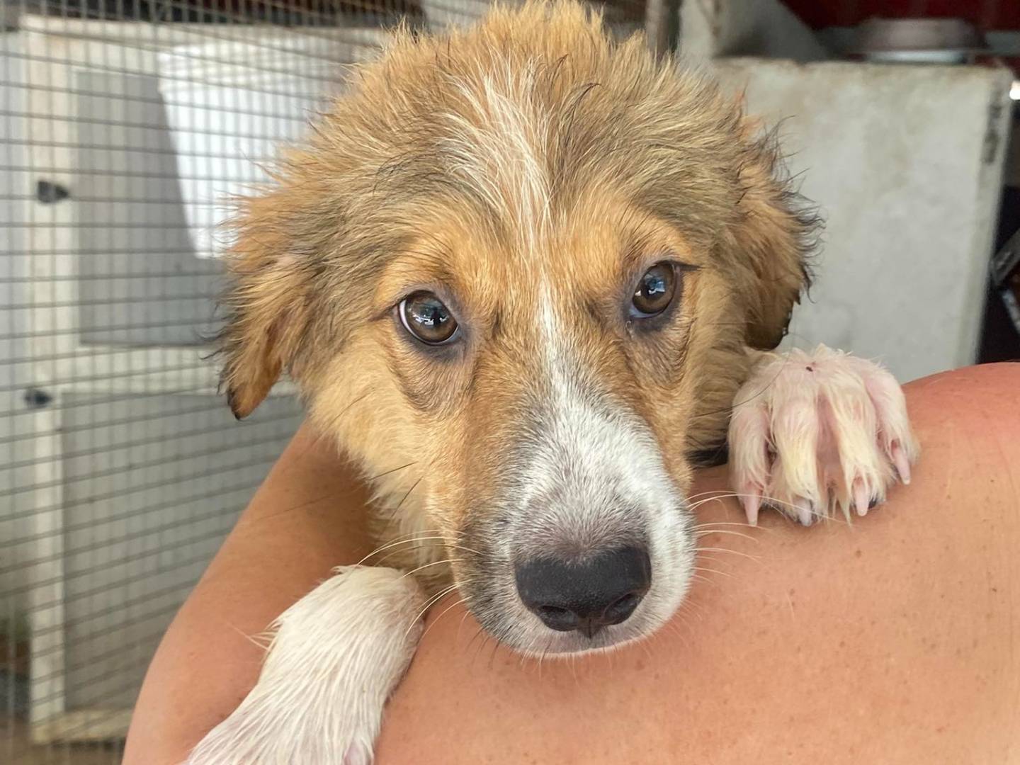 Adotta un cane, taglia grande, femmina, Latina