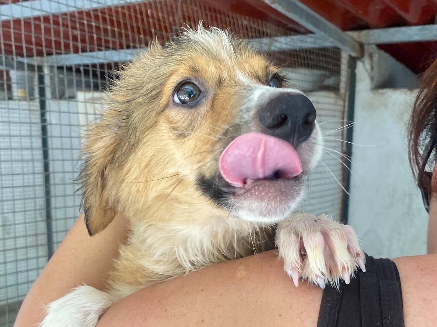 Vuoi adottare un cane a Latina?