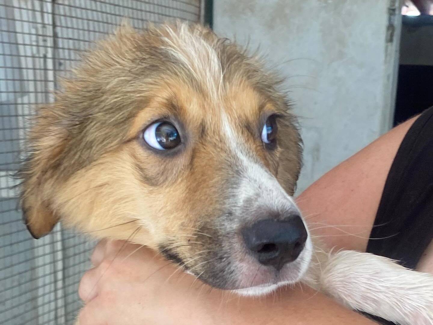 Adotta il cane Loretta a Latina