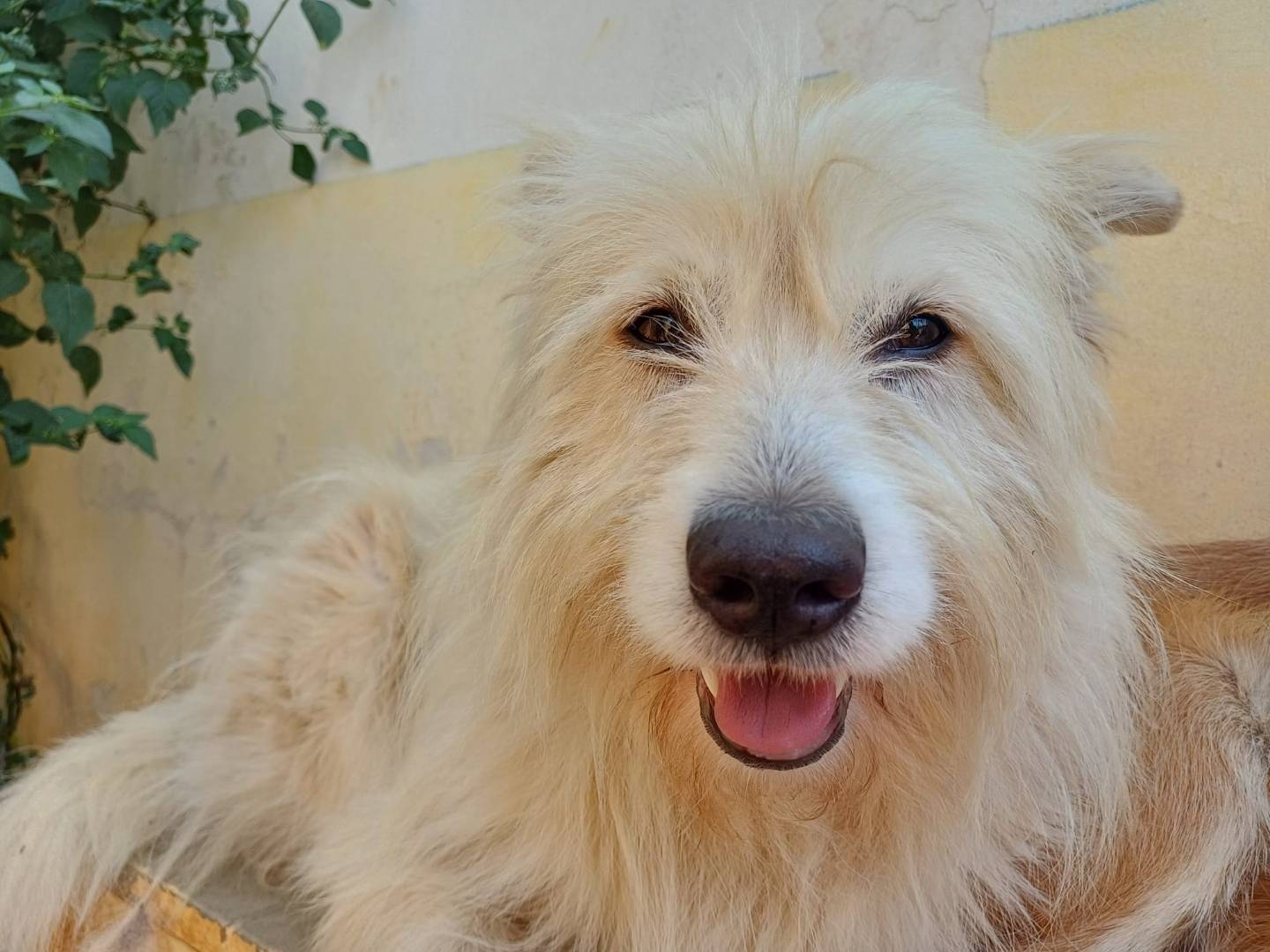 Vuoi adottare un cane a Lecce?