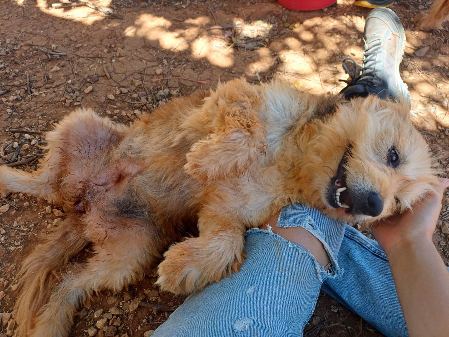 Vuoi adottare un cane a Lecce?