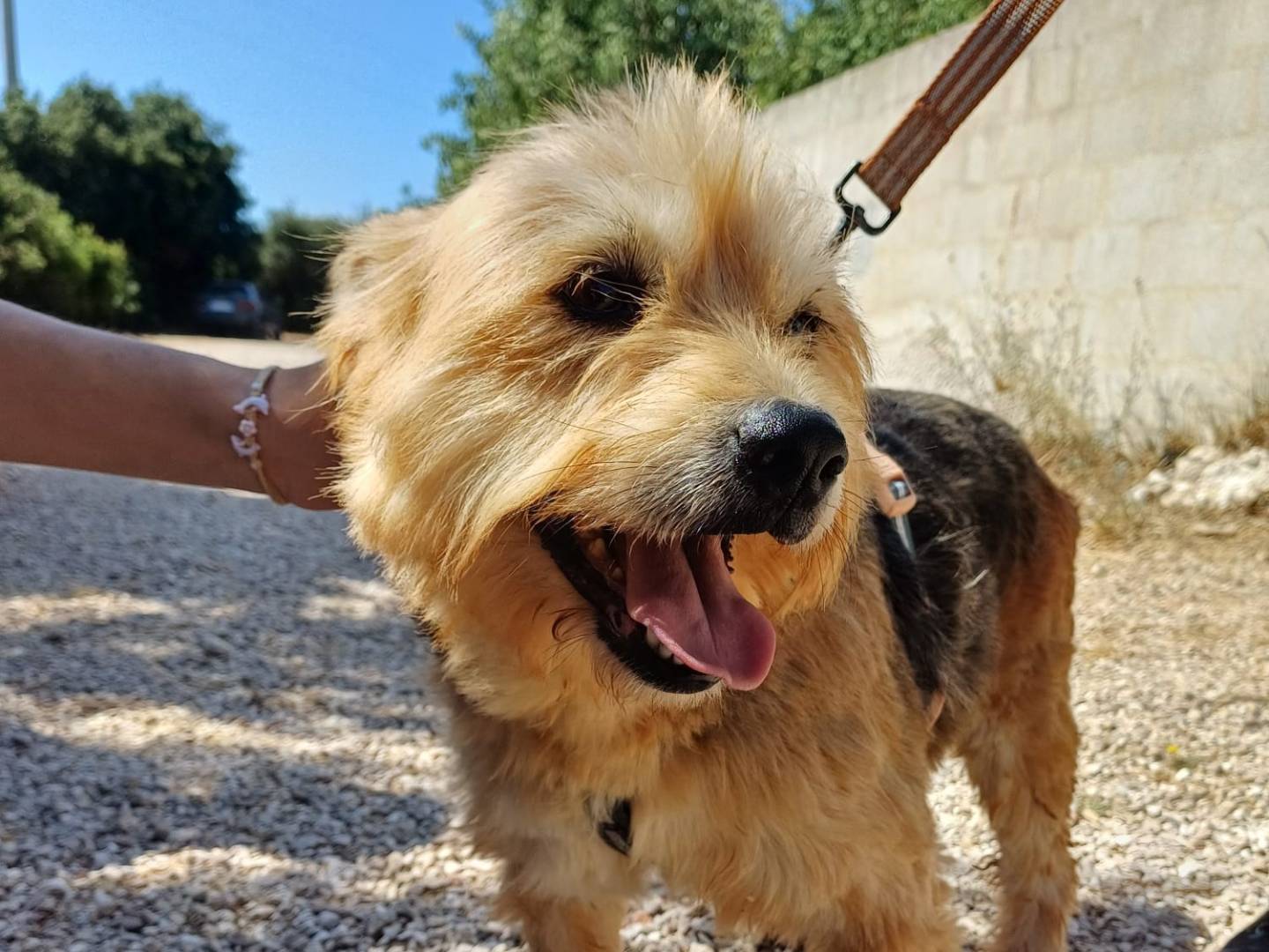 Adotta il cane Isabel a Lecce
