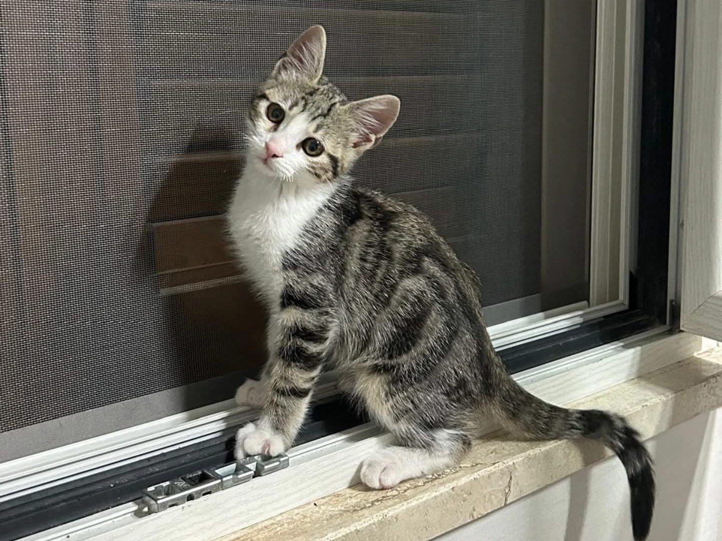 Adozione gatto, maschio, Razza sconosciuta Razza sconosciuta, 2 mesi, taglia non valida, Arezzo