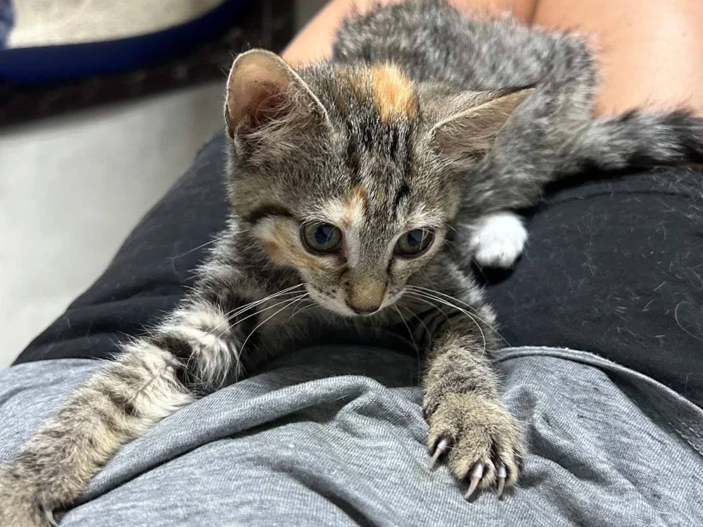 Adozione gatto, femmina, Razza sconosciuta Razza sconosciuta, 2 mesi, taglia non valida, Arezzo