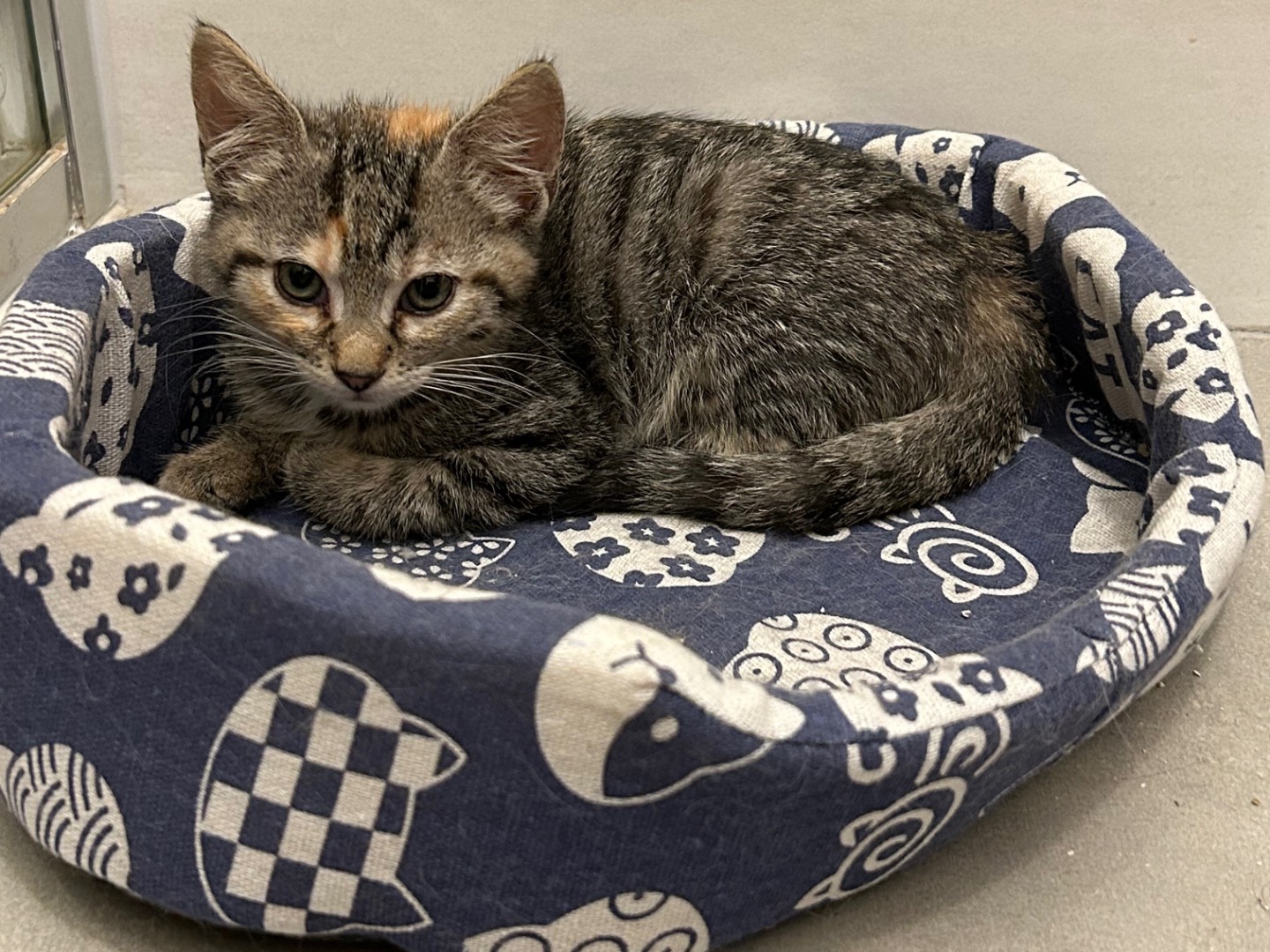 Adotta un gatto, femmina, 2 mesi, Arezzo