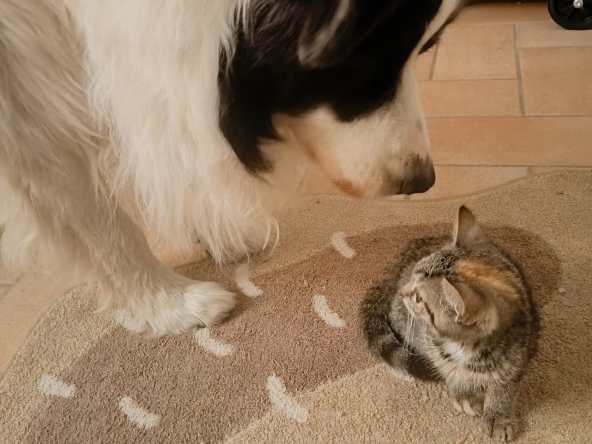 Adotta un gatto, taglia non valida, femmina, Arezzo