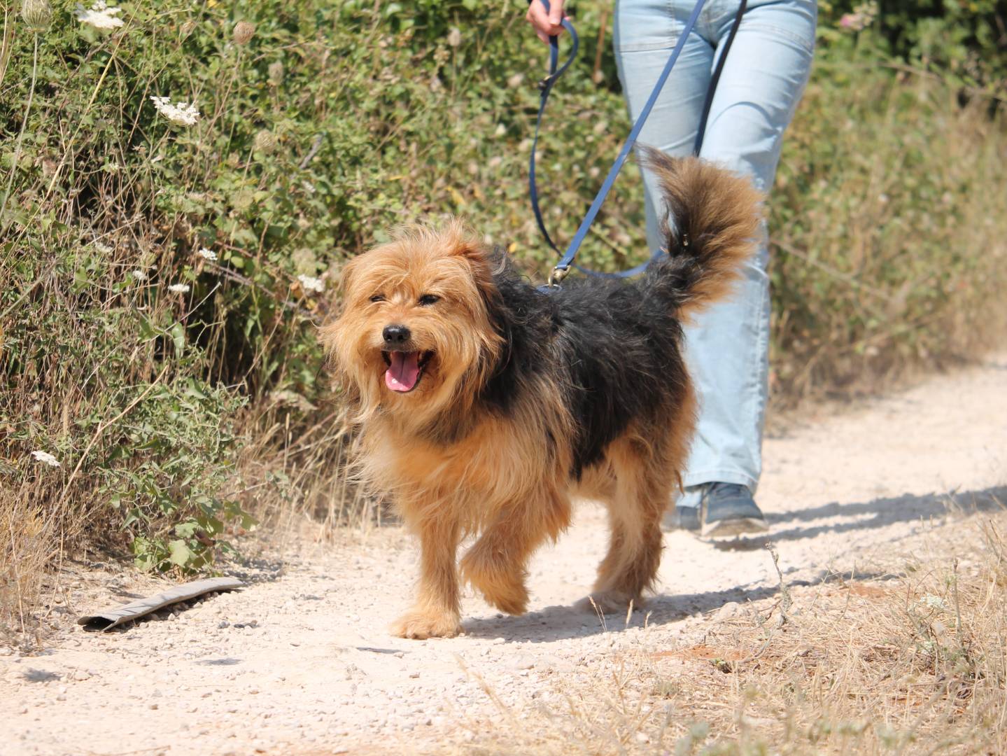 Adozione cane, maschio, Razza sconosciuta Razza sconosciuta, 6 anni e 6 mesi, taglia media, Lecce