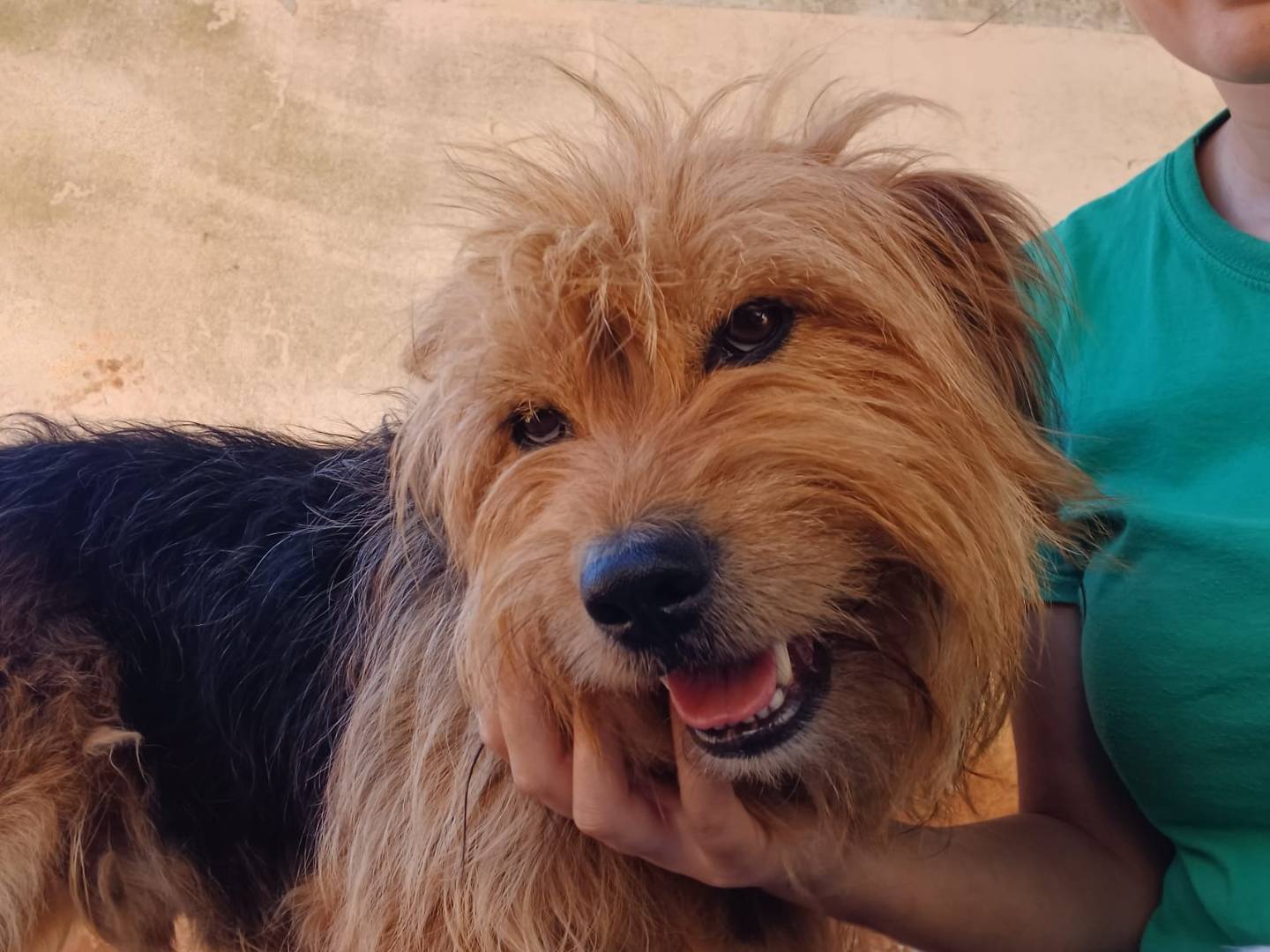 Adotta un cane, maschio, 6 anni e 6 mesi, Lecce
