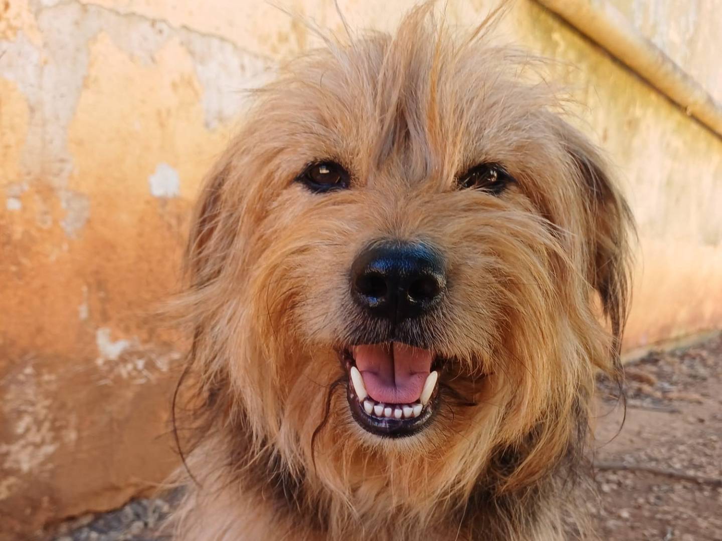 Adotta un cane, taglia media, maschio, Lecce