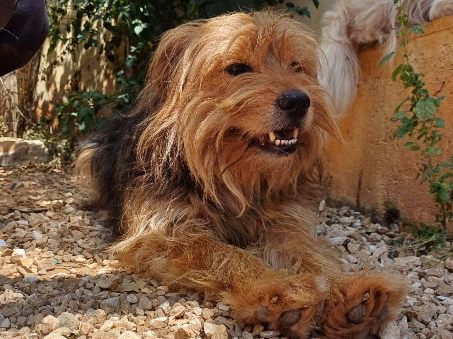 Vuoi adottare un cane a Lecce?