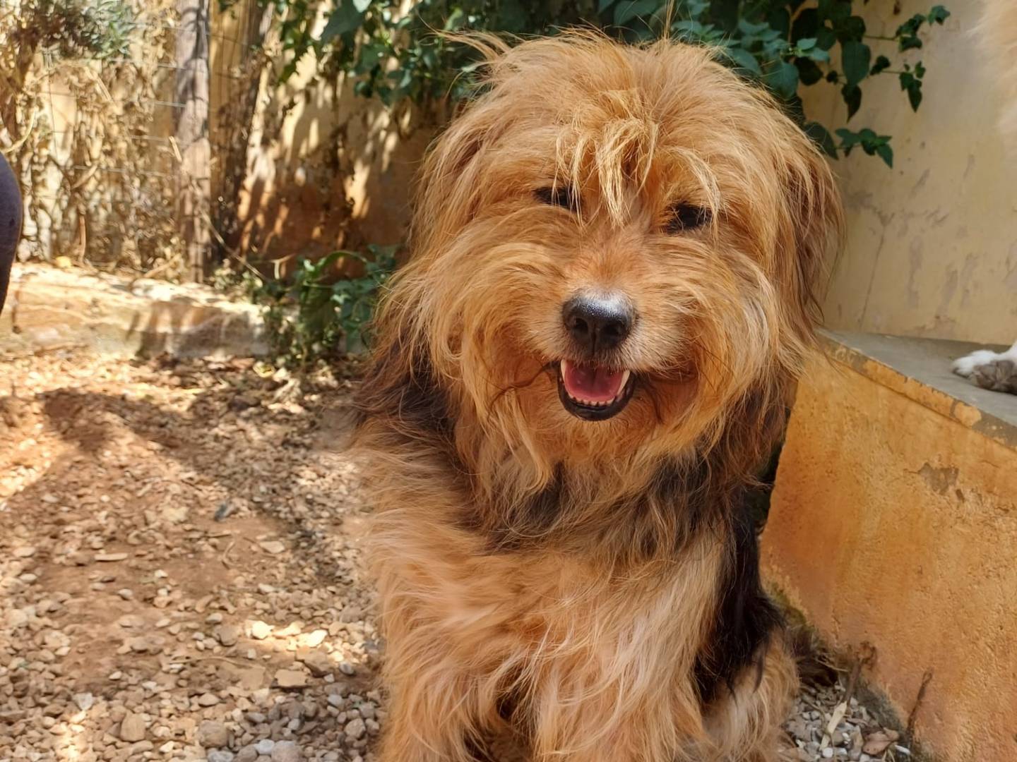 Adotta il cane Juanito a Lecce