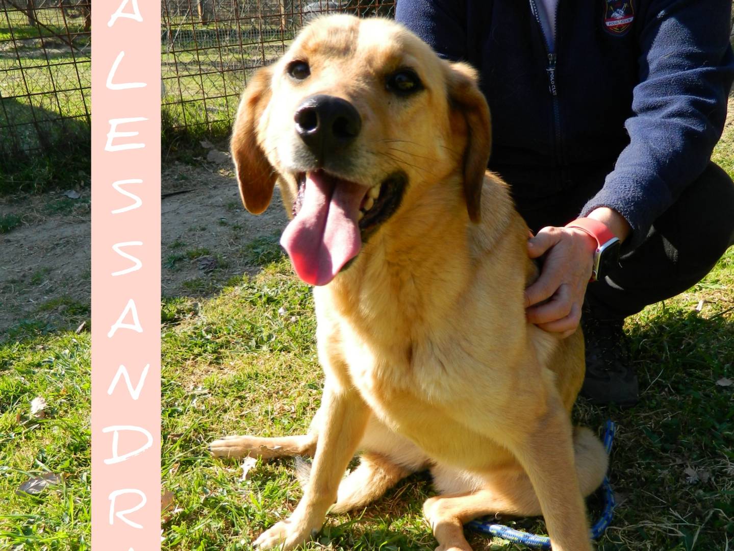 Adozione cane, femmina, Razza sconosciuta Razza sconosciuta, 10 anni e 6 mesi, taglia media, Viterbo