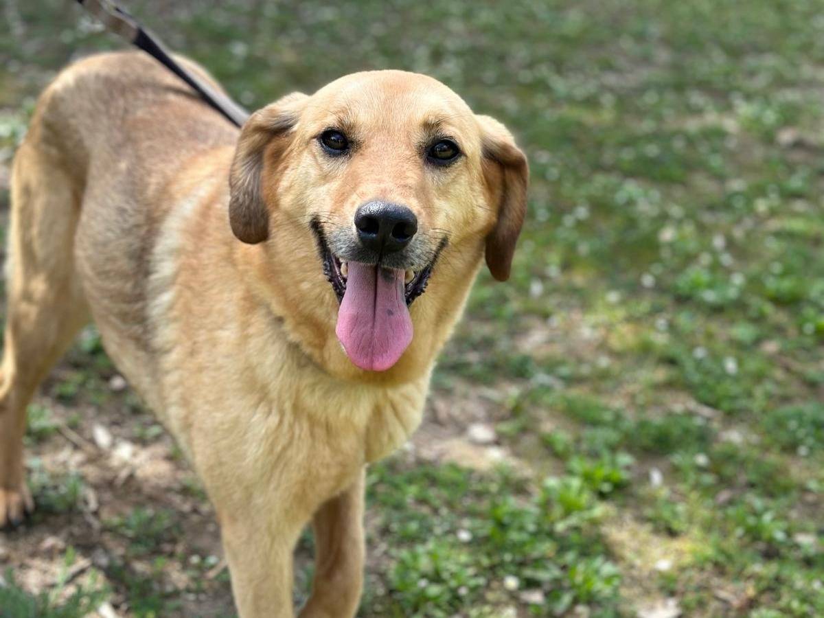Adotta un cane, femmina, 10 anni e 6 mesi, Viterbo