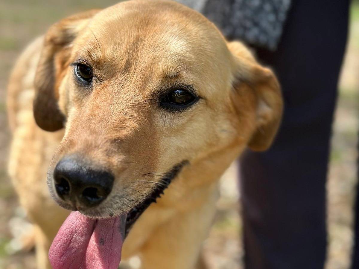 Adotta un cane, taglia media, femmina, Viterbo