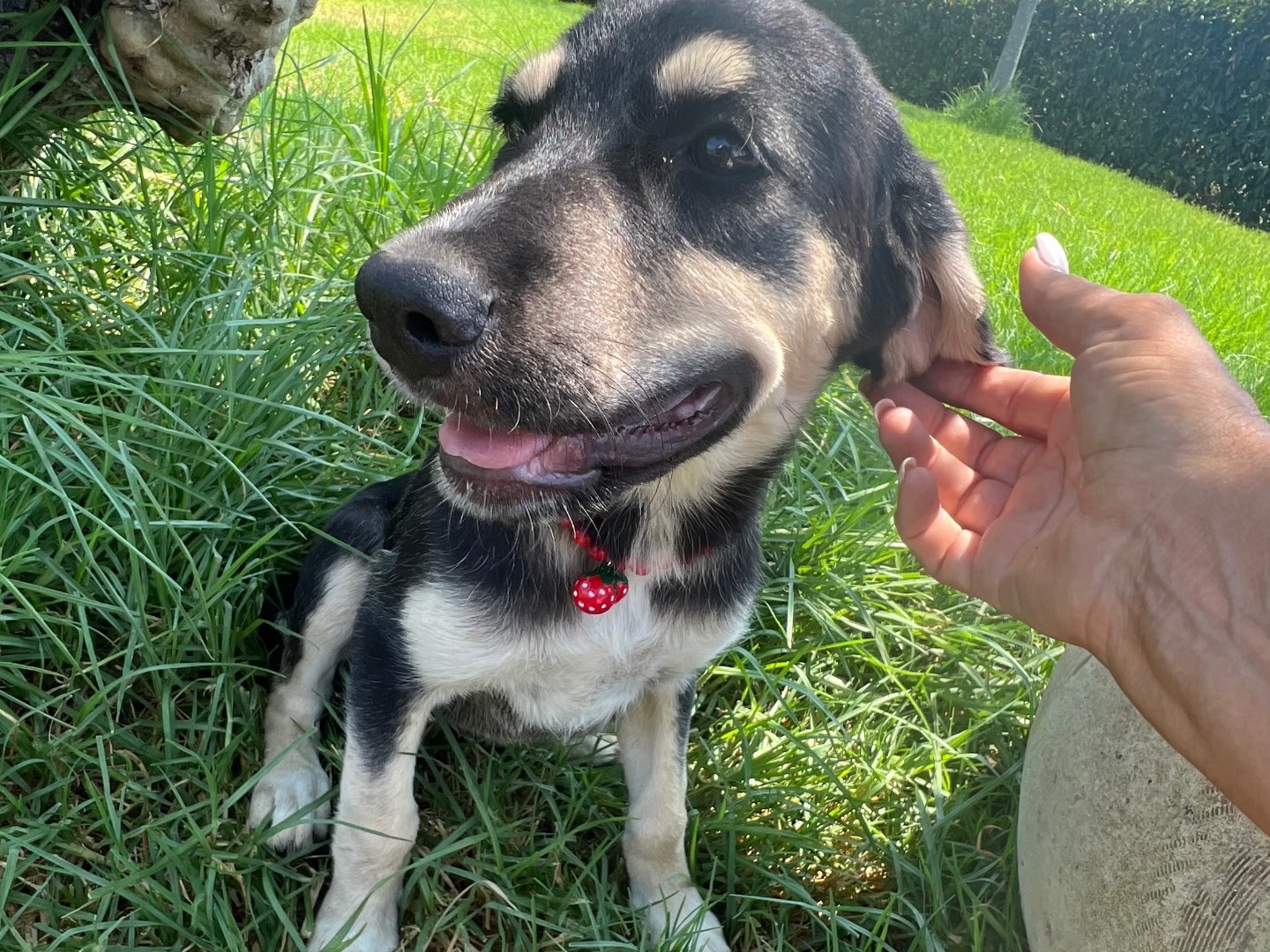 Adozione cane, femmina, Razza sconosciuta Razza sconosciuta, 3 mesi, taglia media, Siracusa