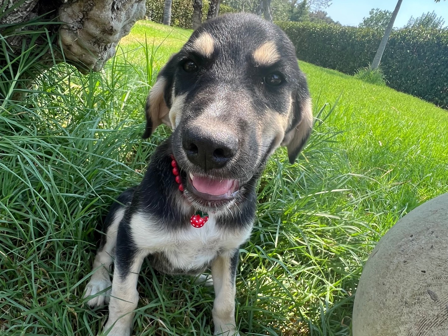 Adotta un cane, femmina, 3 mesi, Siracusa