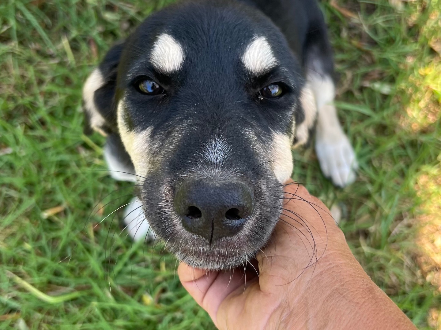 Adotta un cane, taglia media, femmina, Siracusa