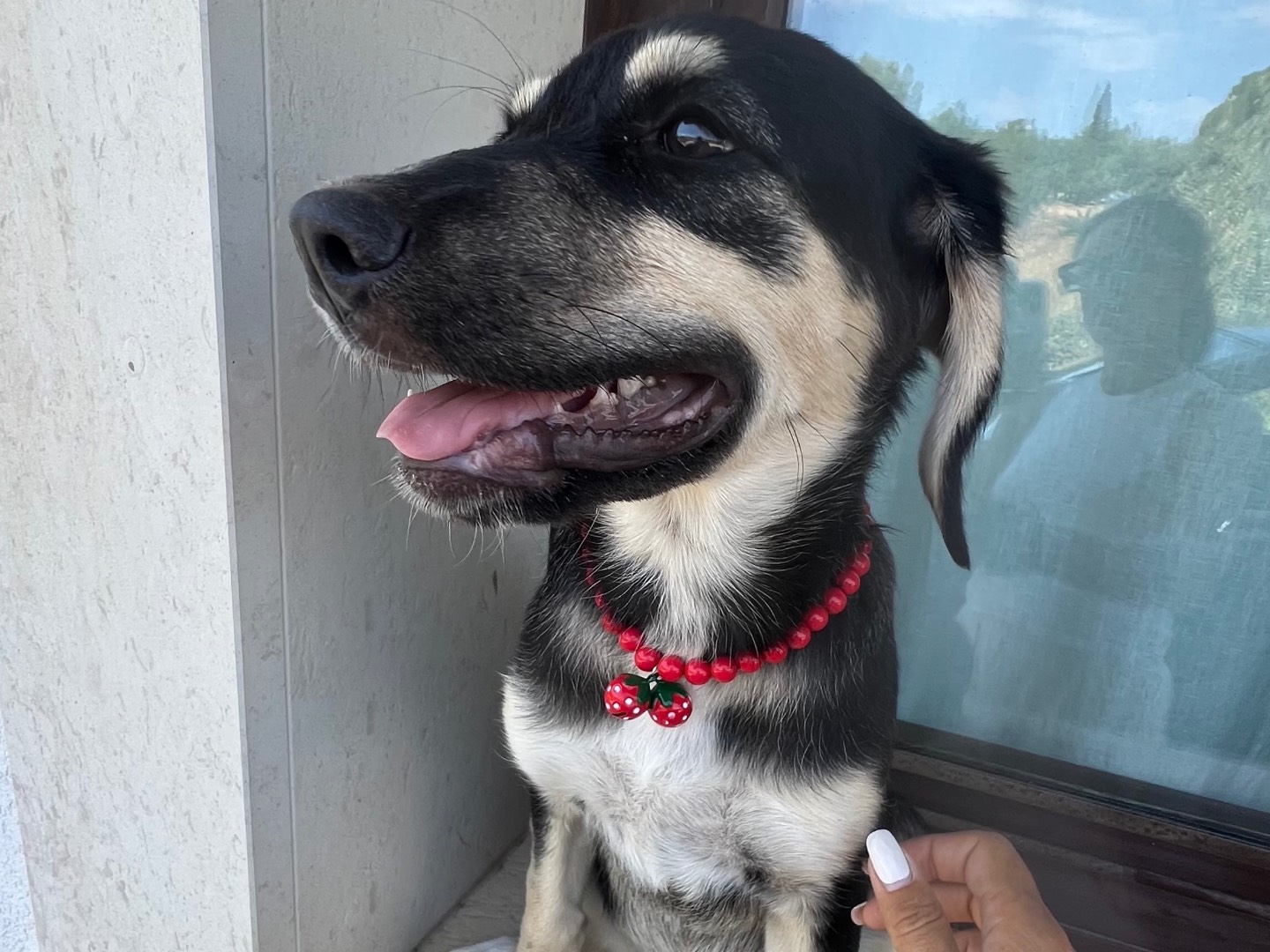 Vuoi adottare un cane a Siracusa?